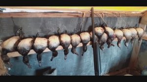 12 уток за раз (Полная версия по просьбе подписчиков) Якутия 2020. Старая экшнкамера SJCAM