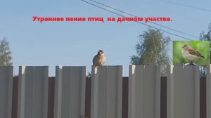 Утреннее пение птиц  на дачном участке.  Расслабляющее пение птиц. #утро #птицы #утренний_релакс