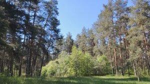 Предательство и обман в нашей жизни.