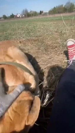 Вы только посмотрите, как Пай радуется прогулке с Алисой 🔥
