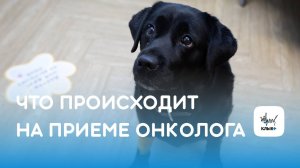 Что происходит на приеме онколога