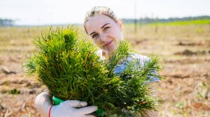 Посадка леса в Республике Мордовия 25.04.2025 года