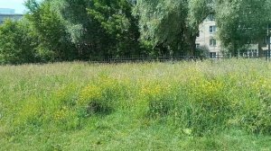 Площадка для выгула собак