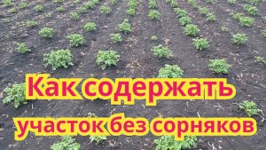 Как я,содержу свой участок без сорняков.