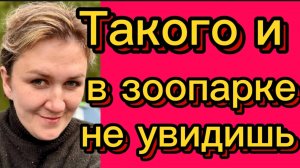 Как так можно? Деревенский дневник.