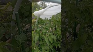 Посадка томатных пасынков 🍅