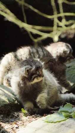 Котята манулов играются