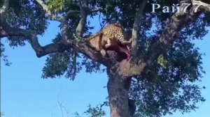 Драка леопардов на дереве закончилась утратой добычи, которая досталась гиенам