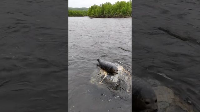 Тюлень заплыл на реку Печенга.