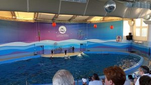 Сочи дельфинарий 10.06.2025