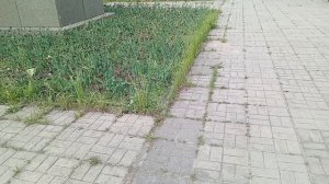 Сквер у площади мира Тверь