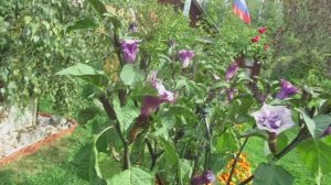 Датура (дурман-трава) h1.5м🌸🌼