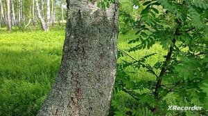 лес 🌲🌳🌲🎶🔊😌🌞🥰
