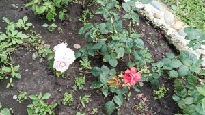 17.06.25. Динская. Дождь, дождь, дождь