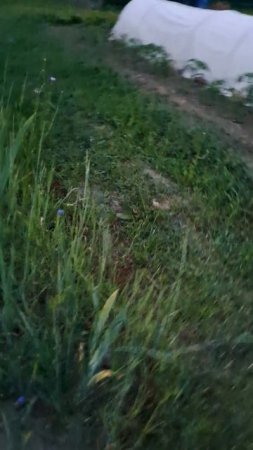 Цветы 🌸🌺🌻🌹🌷🌼💐 вечер)! | ждите завтра видео и не одно)