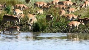 Саратовские сайгаки