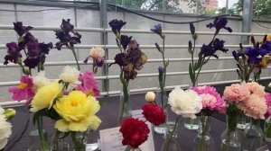 Лето в Москве. Фестиваль пионов и ирисов в Аптекарском огороде.