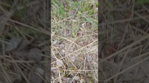 1000022320.mp4