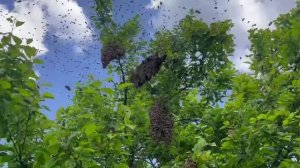 Как же хорошо пчёлам летом...