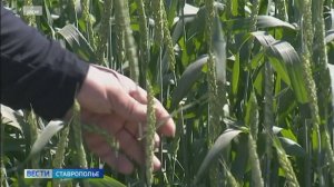 Ставропольские аграрии в ожидании уборочной кампании