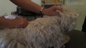 ЛЕКЦИЯ 13. Советы по триммингу веста.