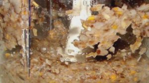 Грибная икра из свежих грибов