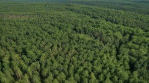 Великолепие русских лесов экосистема и богатство флоры России