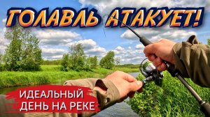 ОТ ТАКИХ ПОКЛЕВОК ЗАМИРАЕТ СЕРДЦЕ! Рыбалка на голавля на малой реке