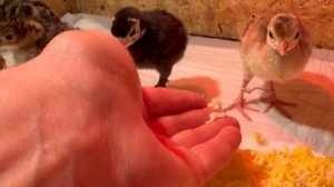 Пересадила ПЕТУНИЮ / Кормлю ЦЫПЛЯТ 🐣🦚