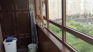 Кокос развлекается