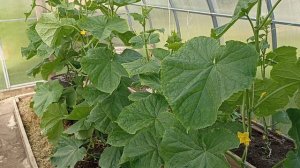 Совет по выращиванию огурцов.