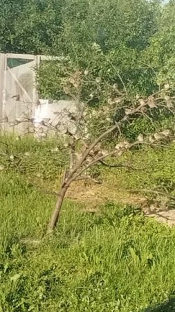 Воробьи ждут добавки в кормушку, ну очень ждут!)