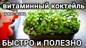 Микрозелень: секрет быстрого роста