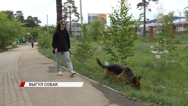 Как выгуливать собаку в Бурятии, чтобы не получить штраф