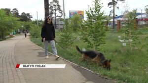 Как выгуливать собаку в Бурятии, чтобы не получить штраф
