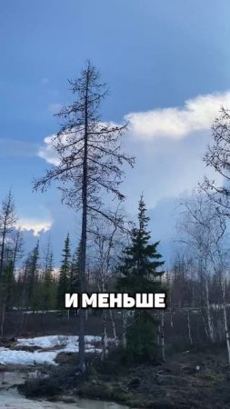 Как я съездил в командировку в лесотундру летом
