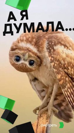 А я думал сова