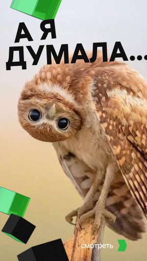 А я думал сова