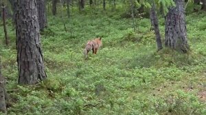 Лиса Петрикеевна ! 🦊 - 😊 !