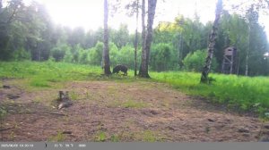 Посетители фотоловушки