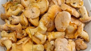 🍄Тихая охота на лисички.🍄