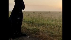 Алтай.Рассвет встречает Кане Корсо. Место Силы Уймонская Долина п.Октябрьское Усть-Коксинский район