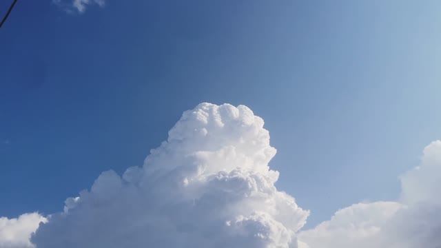Покрасил крылья газели, у нас новая птица, дождь весь день.
