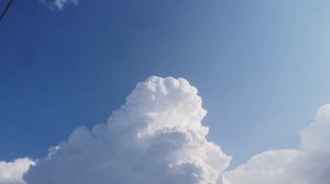 Покрасил крылья газели, у нас новая птица, дождь весь день.