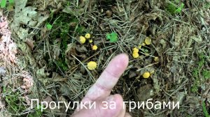 Прогулки за грибами. Лисичек много, но они не растут без дождя