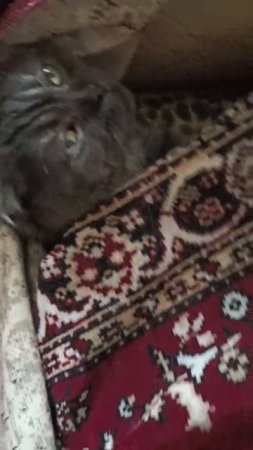 Он так любит делать