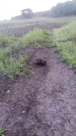 Маленький барсук в полях Константиновского района