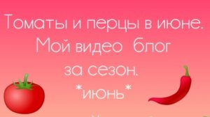 Выращиваю перцы и томаты в Сибири. Июнь.
