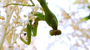 Естественная среда обитания животных