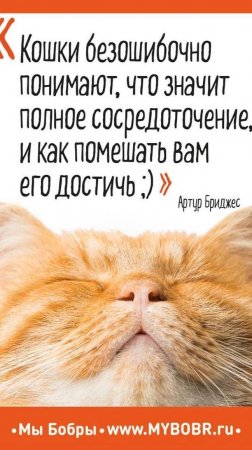 Любите и жалейте собак, кошек, других животных